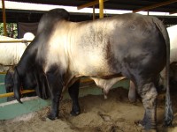 BRAHMAN CEBU