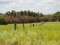 PASTO MEJORADO EN PANAMA